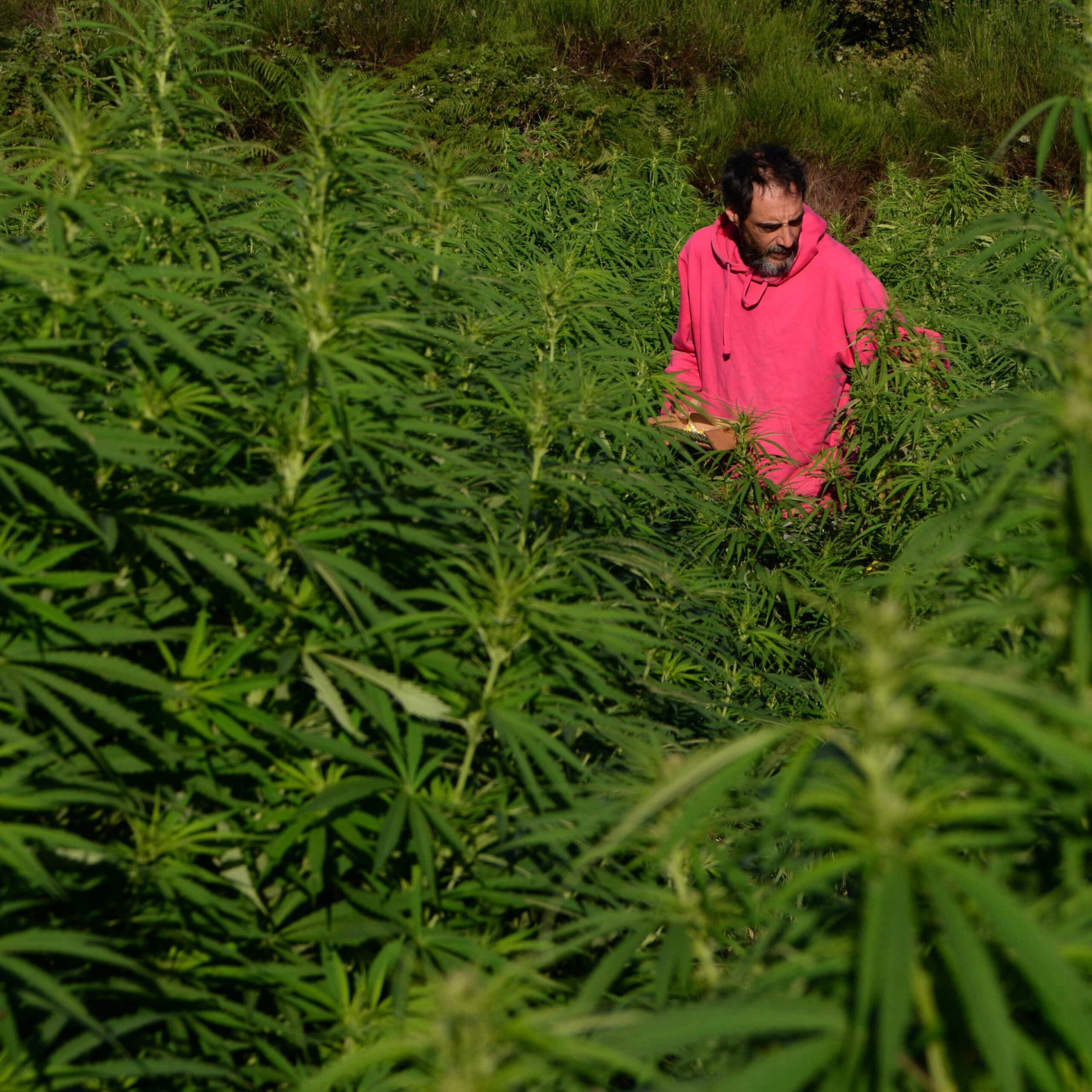 Culture de chanvre CBD